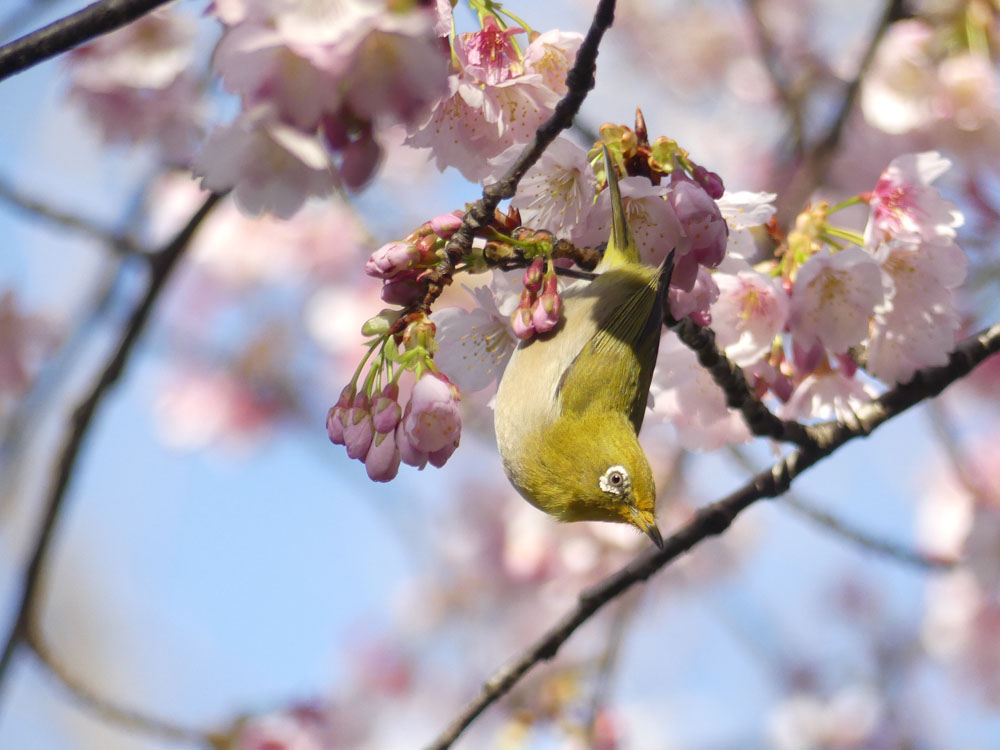 大寒桜とメジロと今日の千鳥ヶ淵 四季の風2 大寒桜とメジロと今日の千鳥ヶ淵 四季の風2