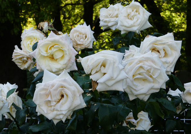 P4690286