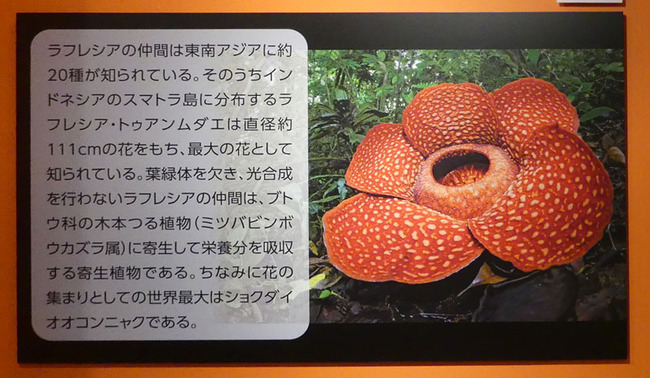P6690212