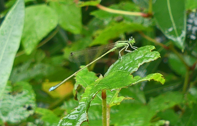 P4620535_edited-1