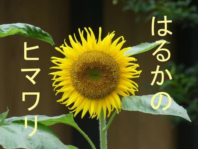 P5060220_edited-1