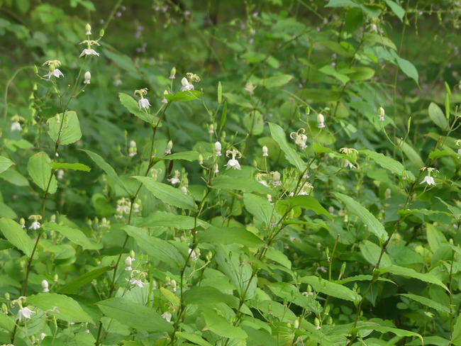P4570373
