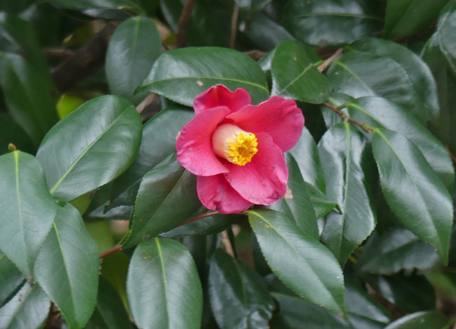 P6000387