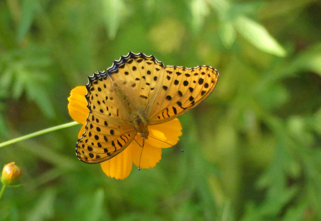 P5610311