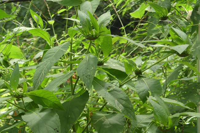 P7970445