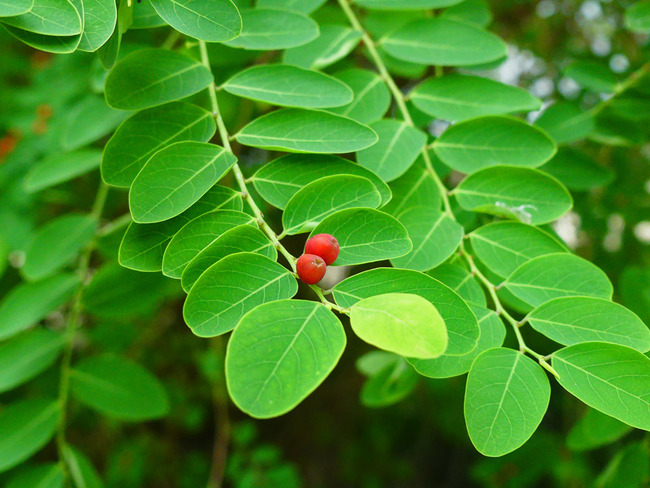 P4620789