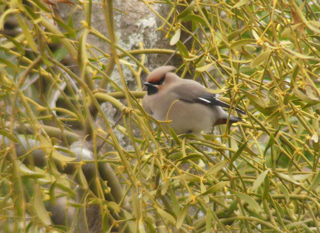 P2900210_edited-1