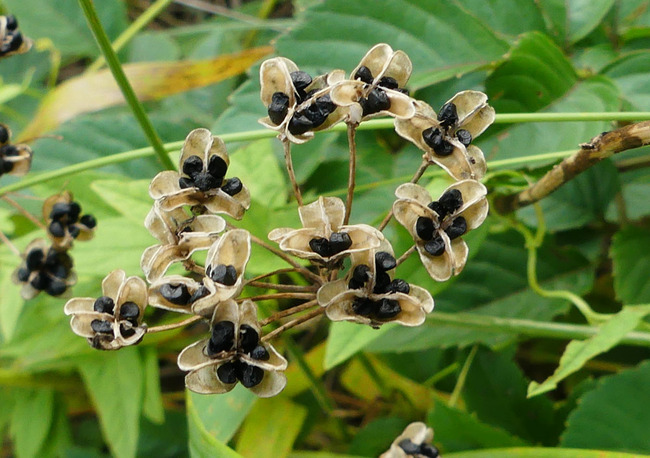 P4860205
