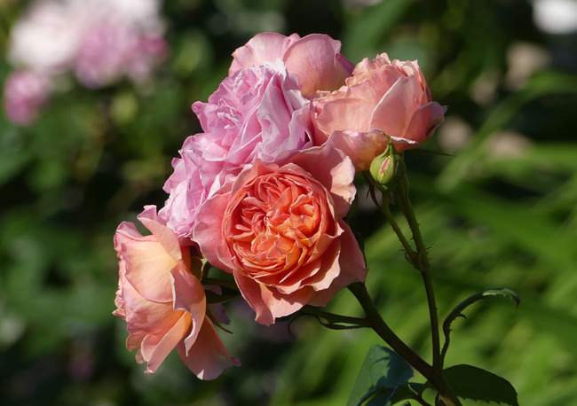 P4690065