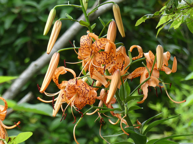 P5290233