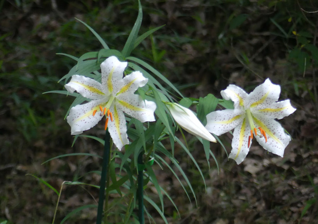 P4980455