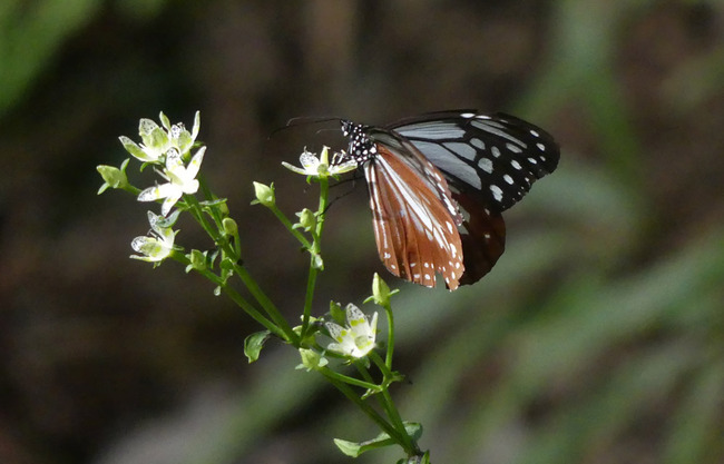 P1050420