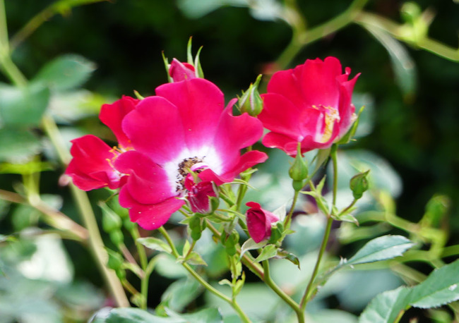 P4730555_edited-1
