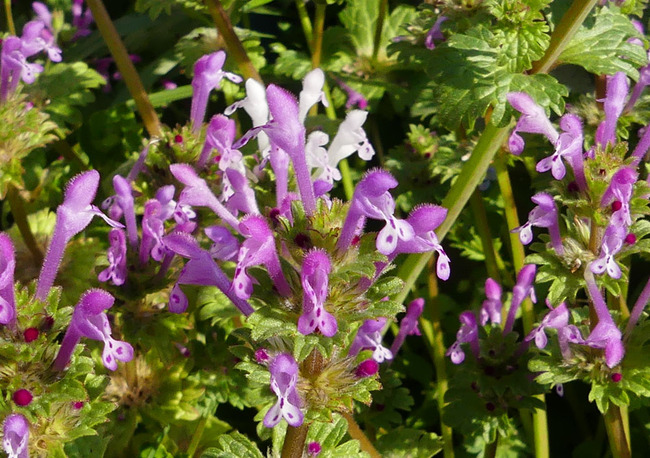 P5940253