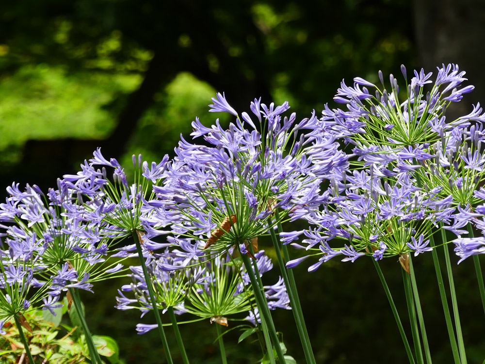 日比谷公園アガパンサスとユリ 四季の風2
