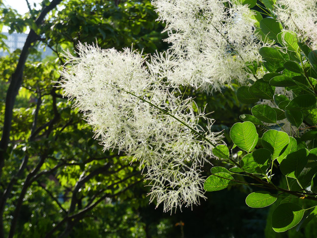 P5220728