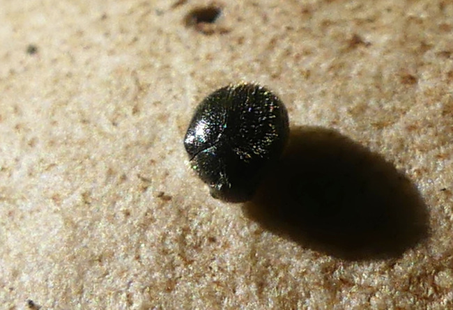 P6790346