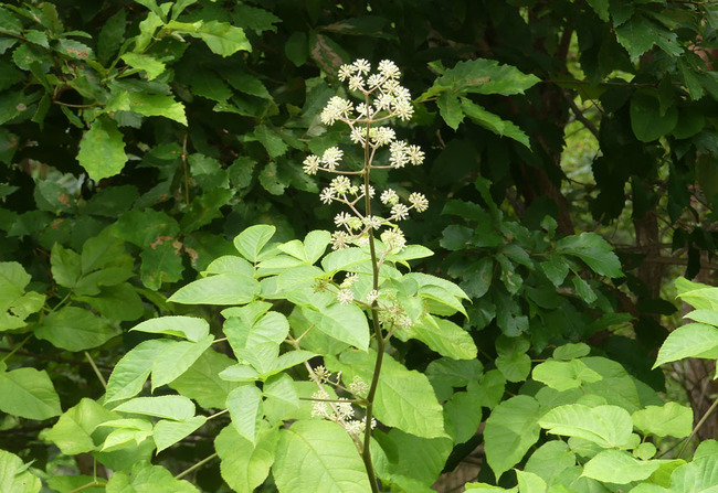 P6800852