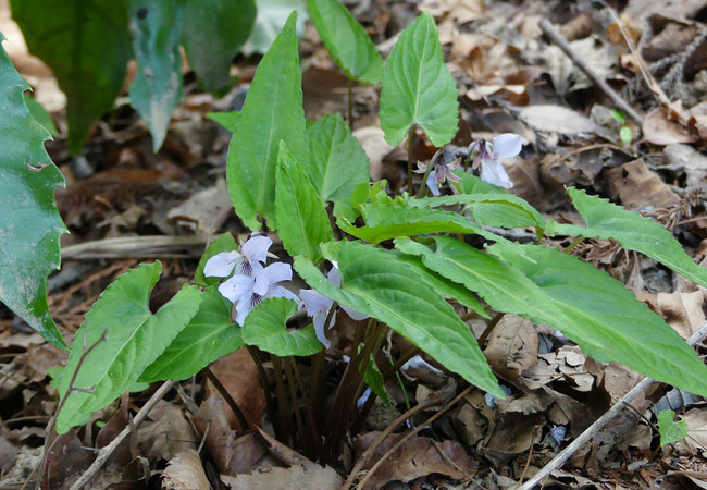 P6180277