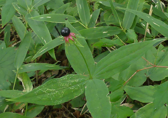 P5420155