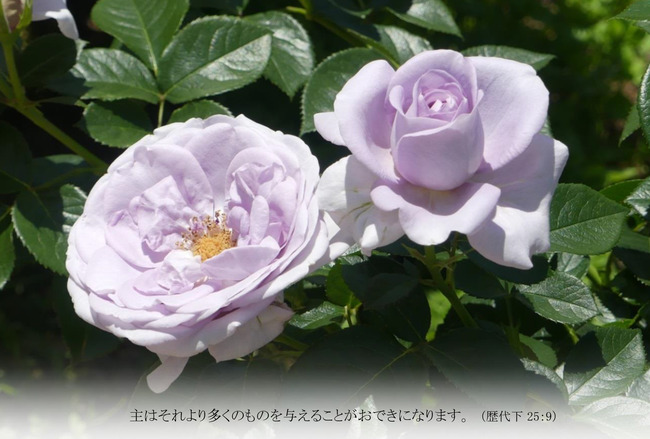 バラＴ022