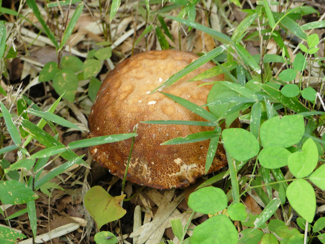 P6800794