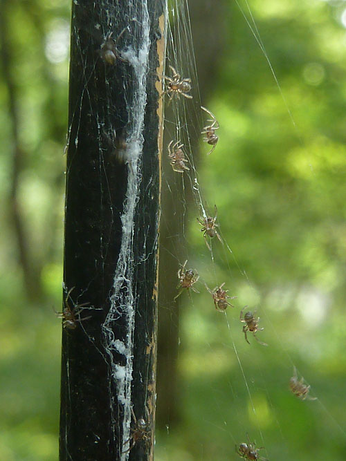 東御苑の昆虫とメジロ 四季の風2 東御苑の昆虫とメジロ 四季の風2
