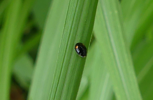 P6640879