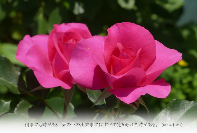 はがきサイズ　バラ　凛