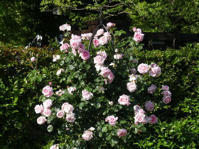 P4680685