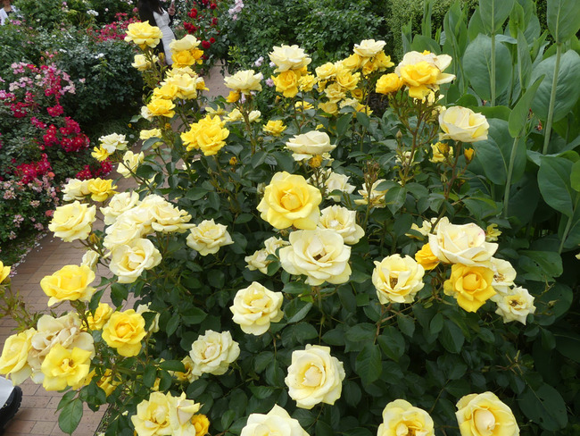 P3060105_edited-1