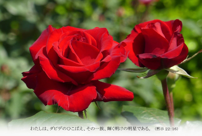 ----バラＴ023