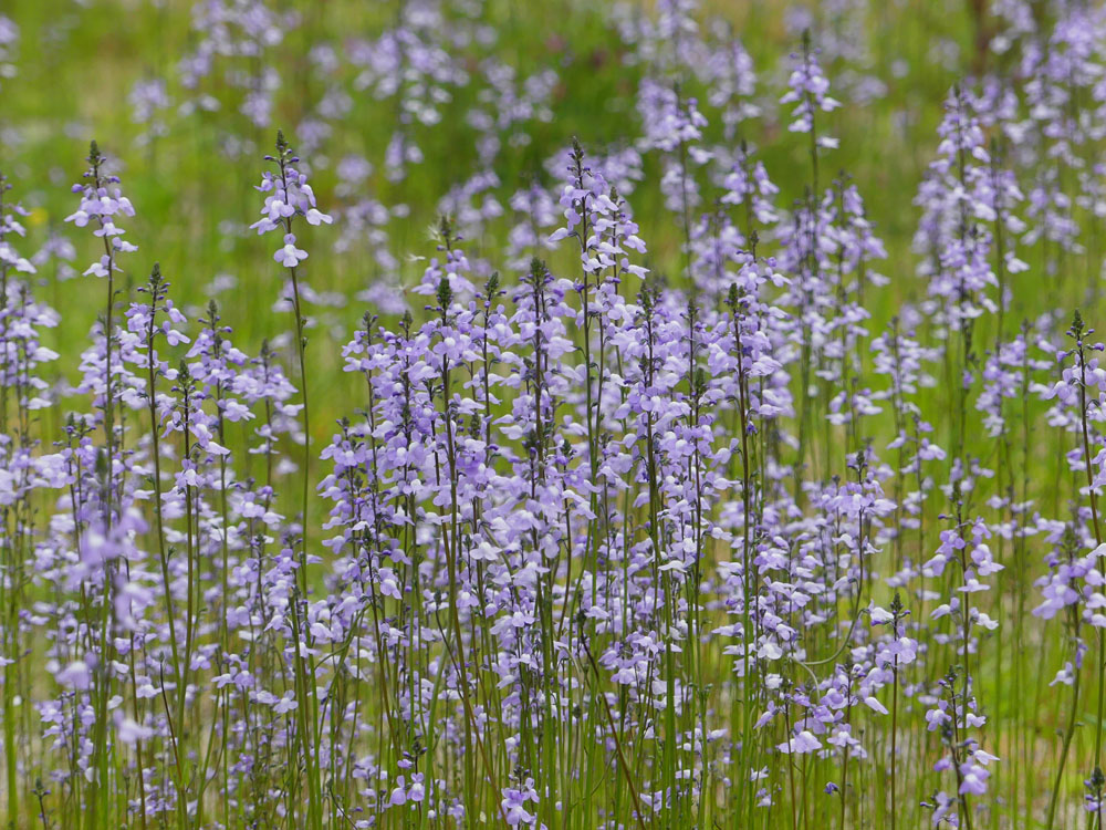 マツバウンランとオニノゲシ 四季の風2