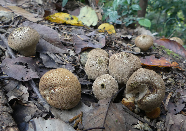 P5510321