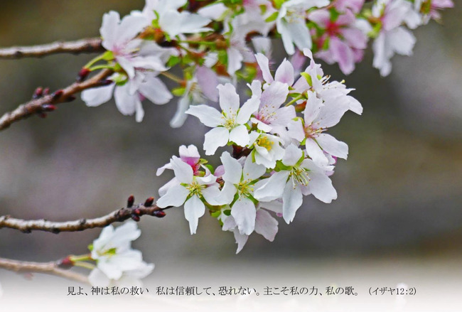 T039はがきサイズ　冬桜