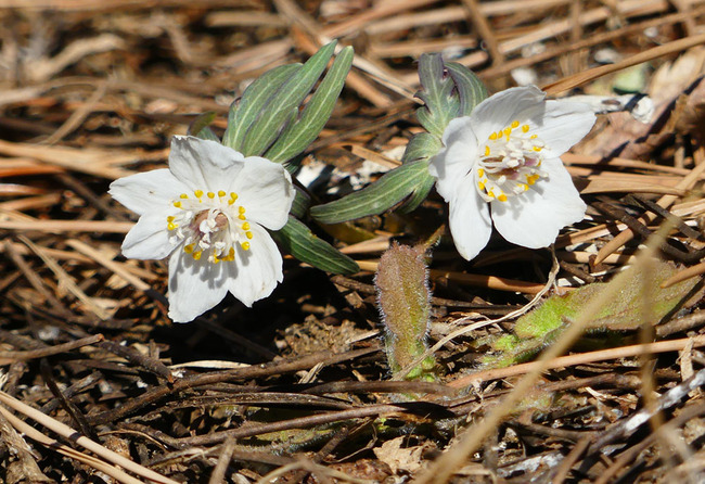 P4320274