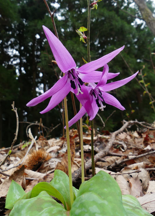 芦ヶ久保からあしがくぼ果樹公園村、埼玉県民の森 四季の風2 芦ヶ久保からあしがくぼ果樹公園村、埼玉県民の森 四季の風2