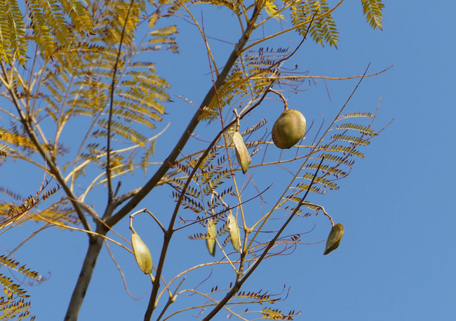 P5940504