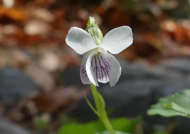 P4930261