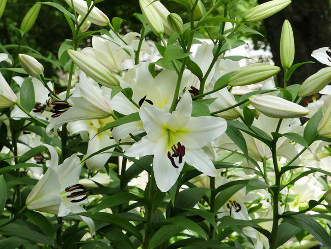 P6610420