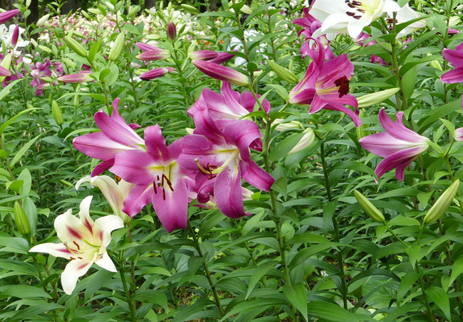 P6610717