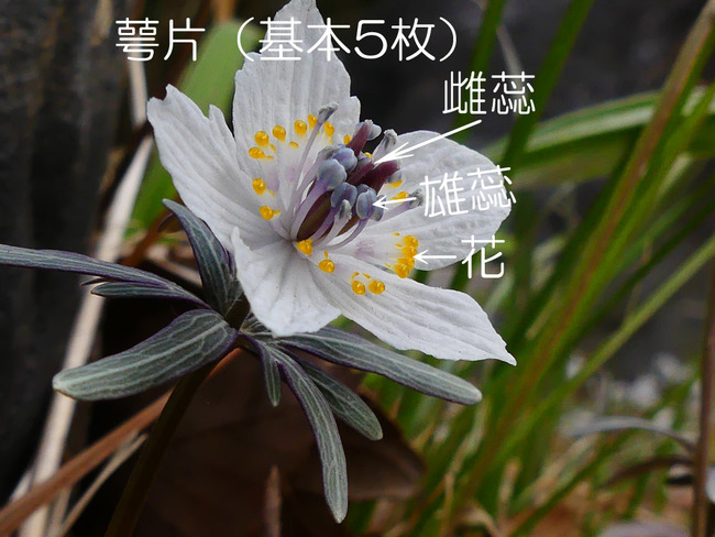 P4560266