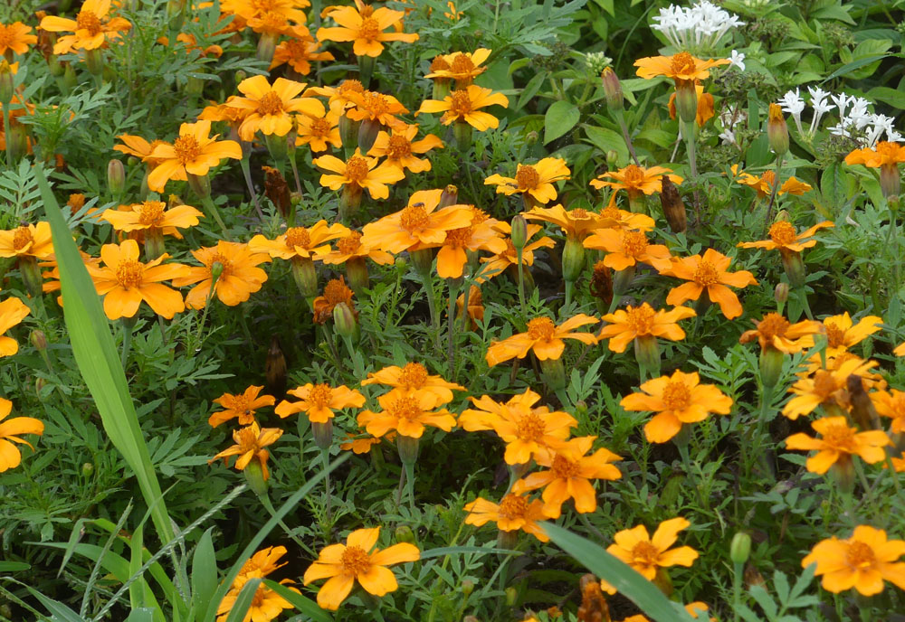 葛西臨海公園 浜の花 四季の風2