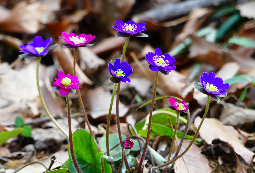 雪割草たっぷり 城山かたくりの里 四季の風2