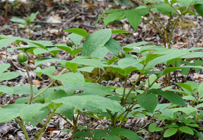 P6360437