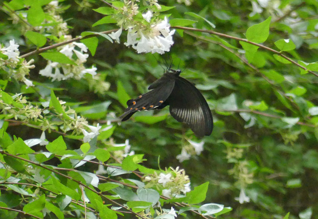P5060245