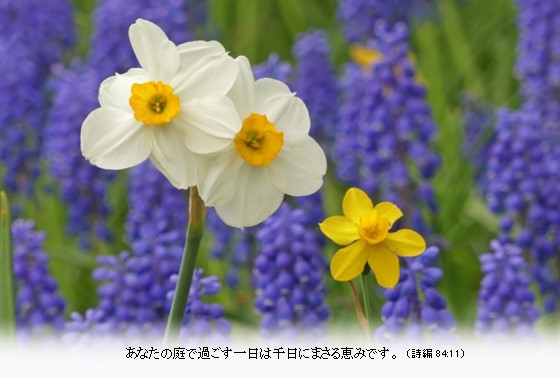 はがきサイズ　よこ水仙T001