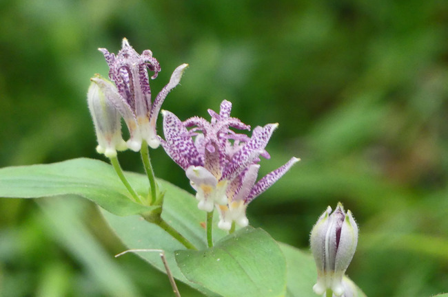 P4660256