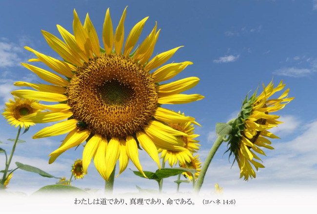 はがきサイズ　よこヒマワリT007