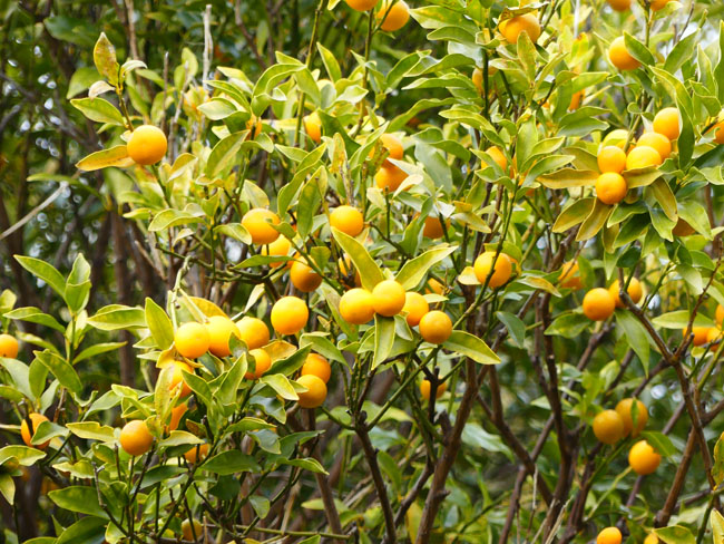 P4260357